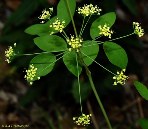 {Taenidia integerrima}